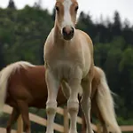 Apartments-rooms Kocijancic Casa de hóspedes 3*
