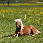 Apartments-rooms Kocijancic Casa de hóspedes 3*