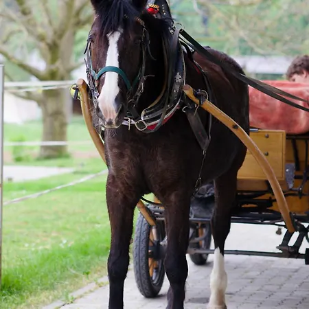 Apartments-rooms Kocijancic Vendégház