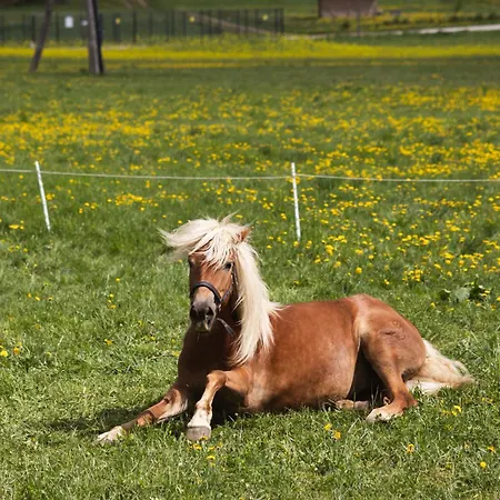 Apartments-rooms Kocijancic Pensionat 3*