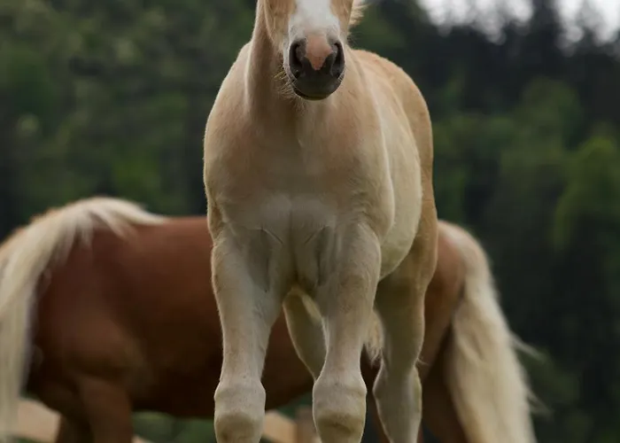 Apartments-rooms Kocijancic ゲストハウス 3*