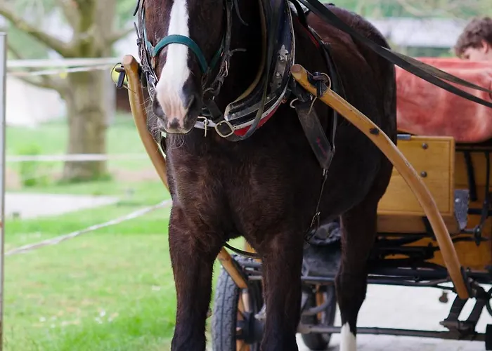 Apartments-rooms Kocijancic ゲストハウス