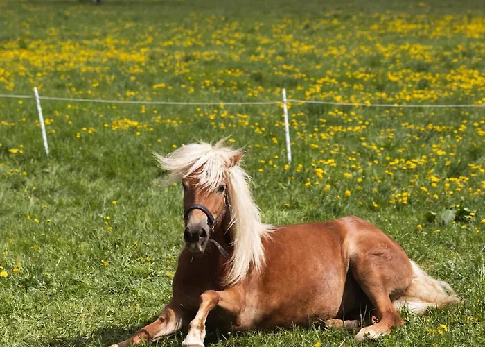 Apartments-rooms Kocijancic Hiša za goste 3*
